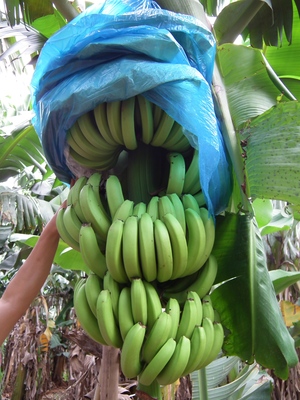 南天黄香蕉