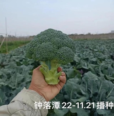 碧胜西兰花