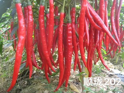 顺珑202线椒