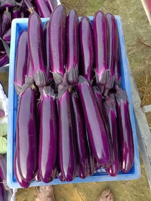 益万农2号紫红茄