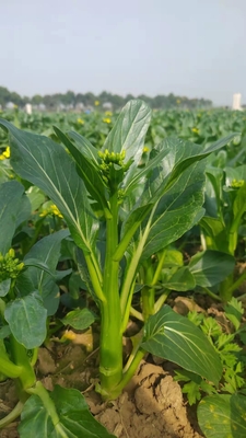 尖叶702菜心
