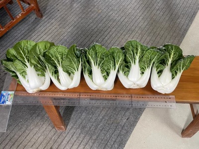 白公主2号矮脚奶白菜