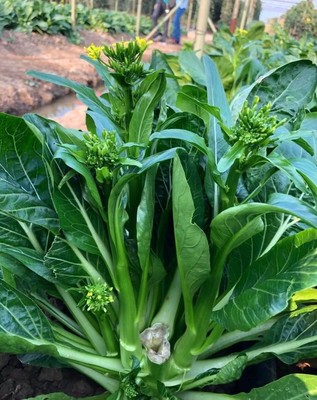 广海甜3号菜心