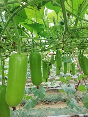 丰盈蒲瓜