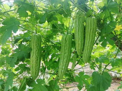 丰泰2号苦瓜