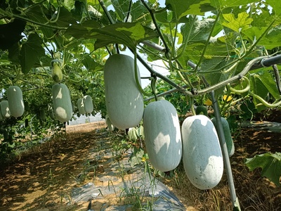 茂玉202粉冬瓜