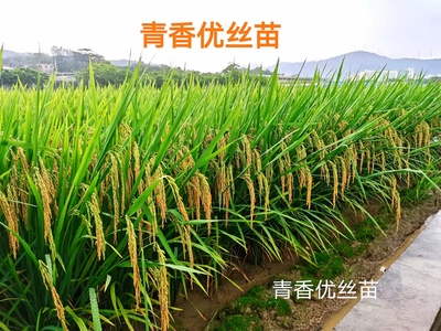 青香优丝苗