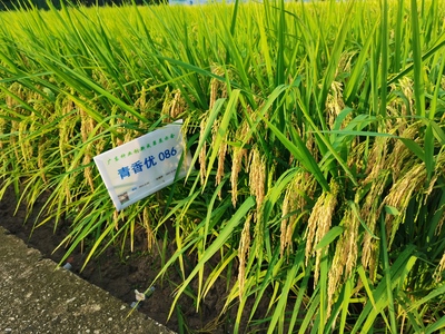 青香优086