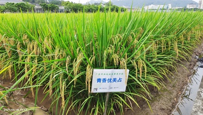 青香优美占