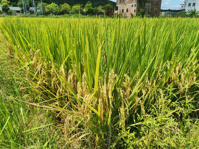 青香优19香